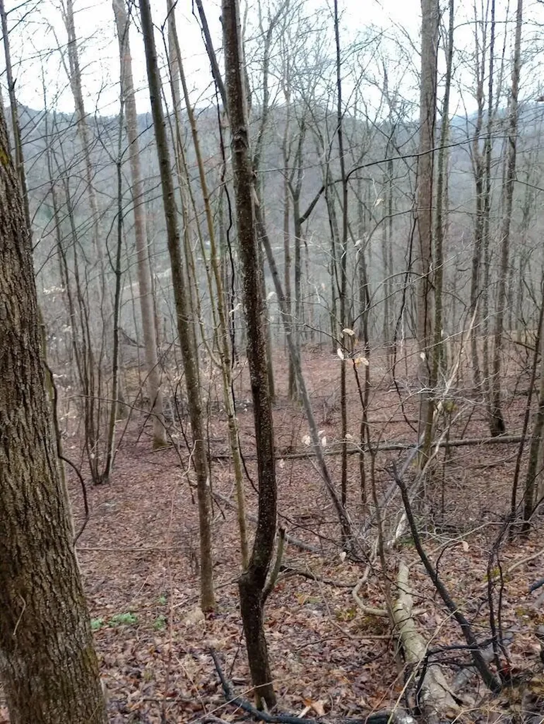 0 S Fork Road Stanton KY 40380