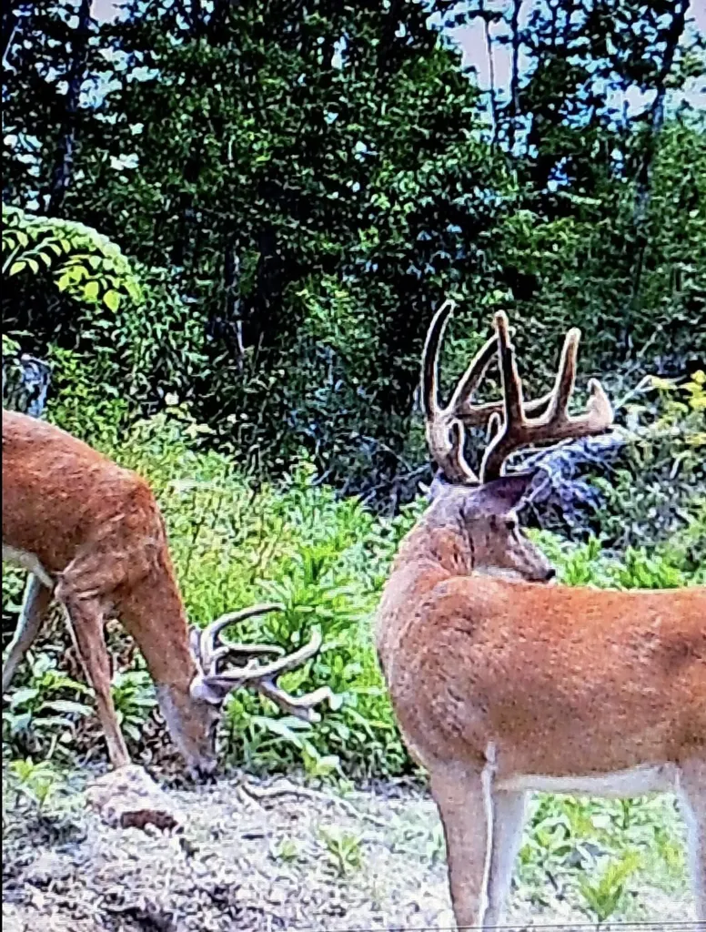 1105 Pendleton Branch Road Salt Lick KY 40371