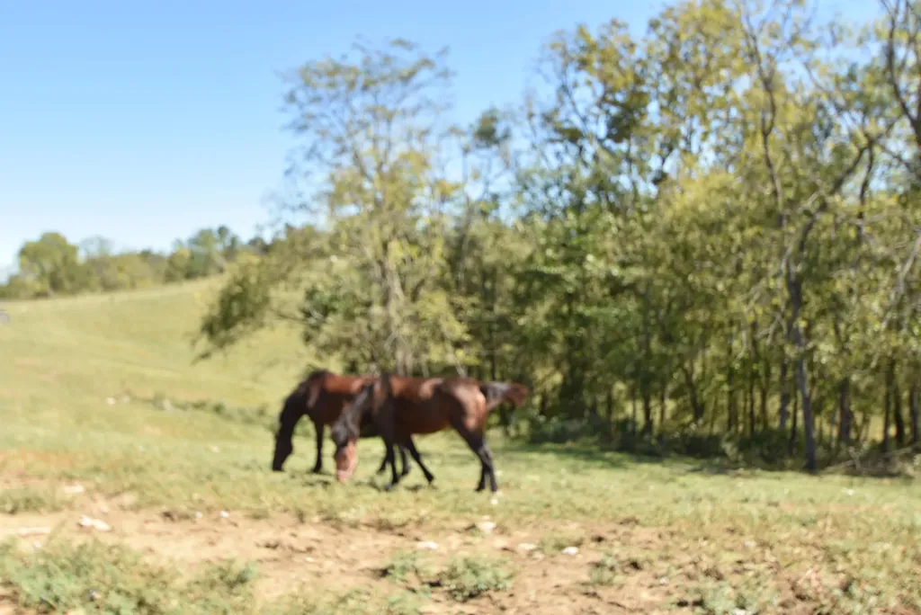 3979 Baker Ridge Road Willisburg KY 40078