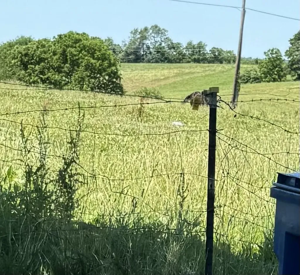 3954 Wallingford Road Flemingsburg KY 41041