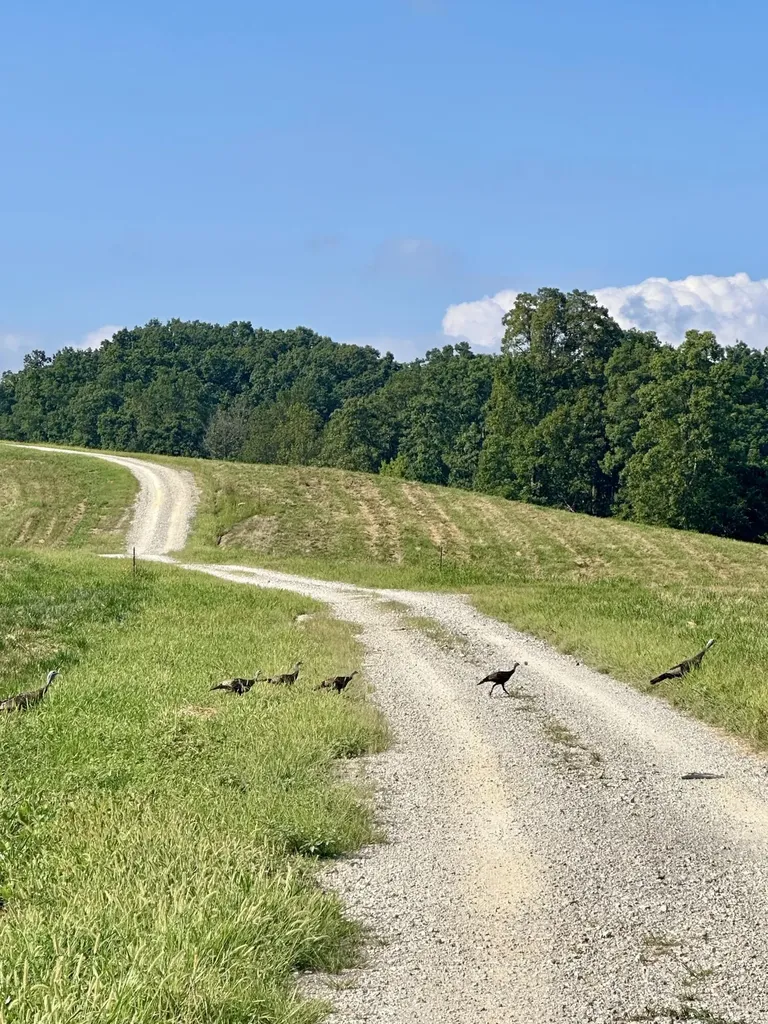 165 Pittsburg Landing London KY 40741