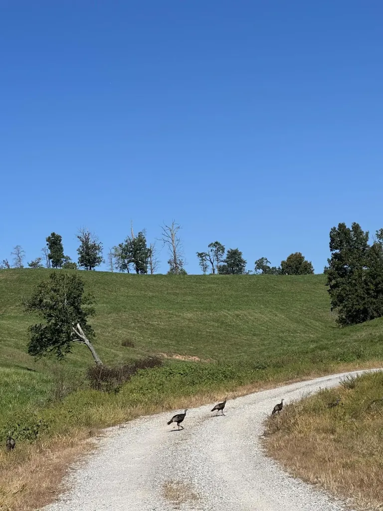 71 Eagle Landing London KY 40741