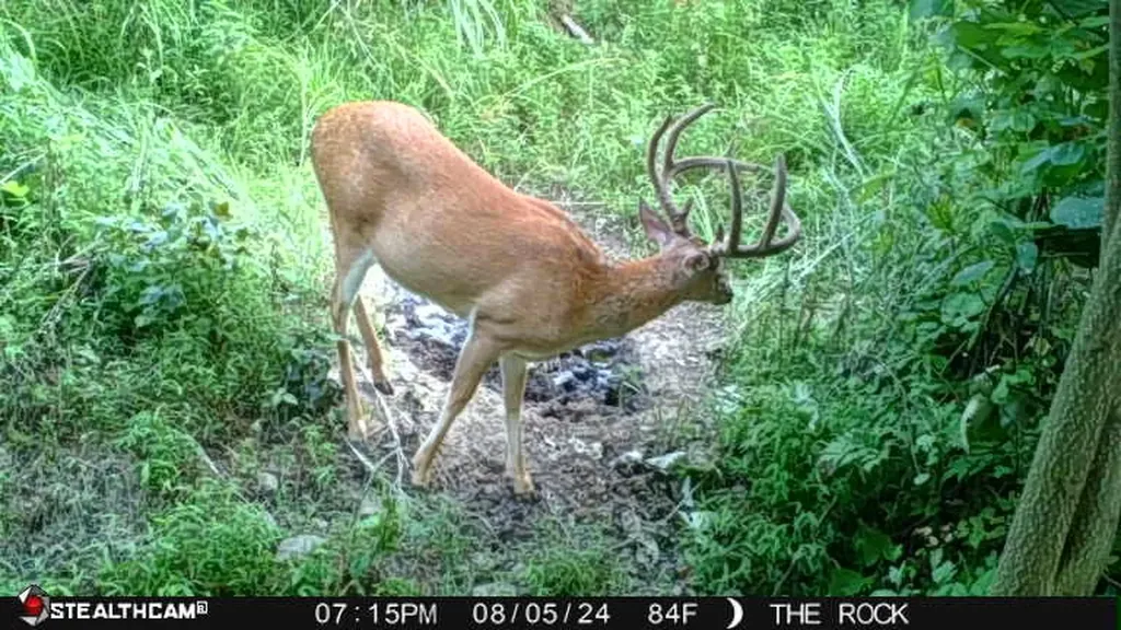 0 Hall Branch Road Topmost KY 41862