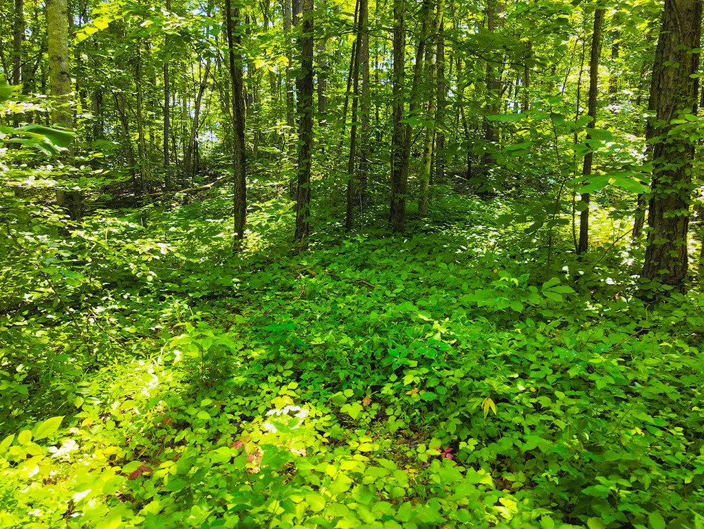 1119 Harmon Creek Road Monticello KY 42633