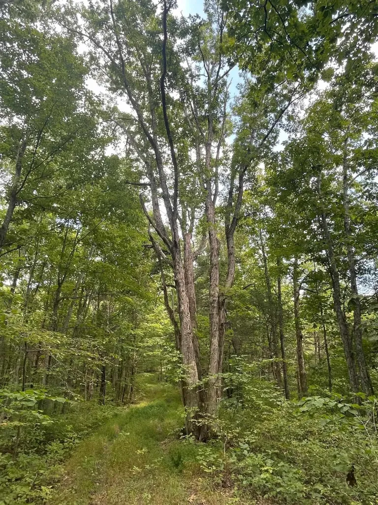2607 Royalty Ridge Road Willisburg KY 40078