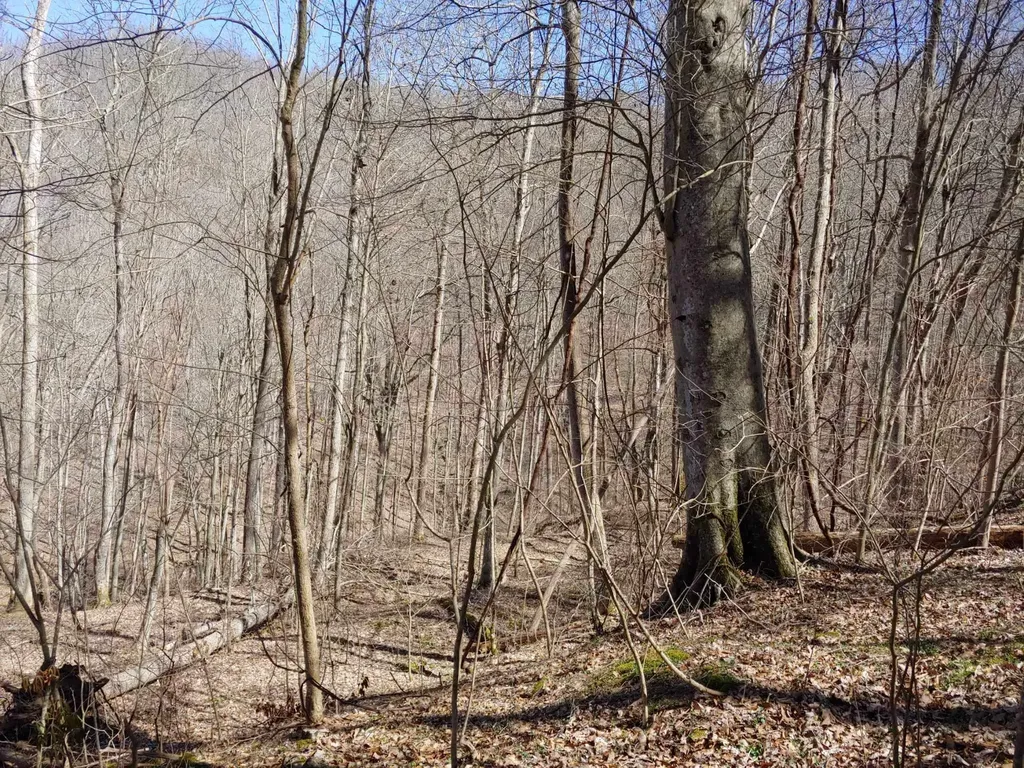 0 Birch Hollow Road Stanton KY 40380