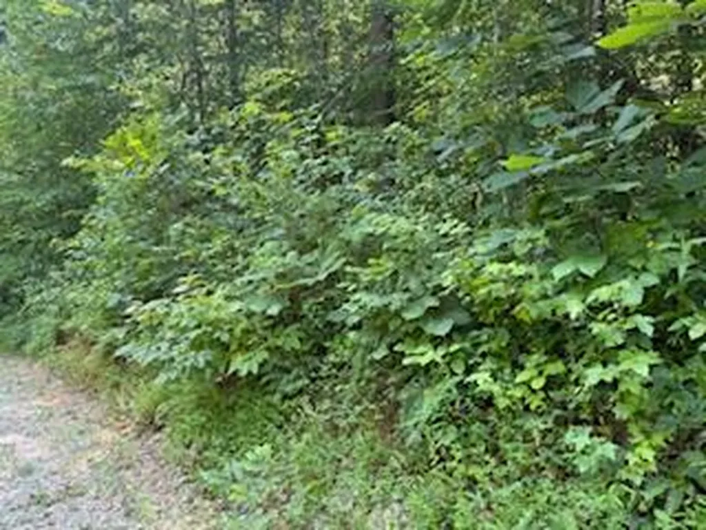 Lot 56-60 Cedar Drive Nancy KY 42544