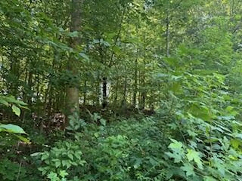 Lot 56-60 Cedar Drive Nancy KY 42544