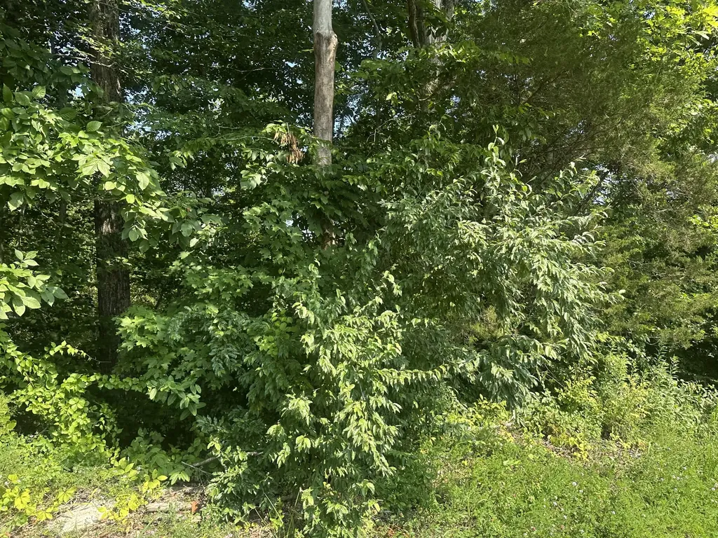 Lot 26 Rock Springs Road Celina TN 38551