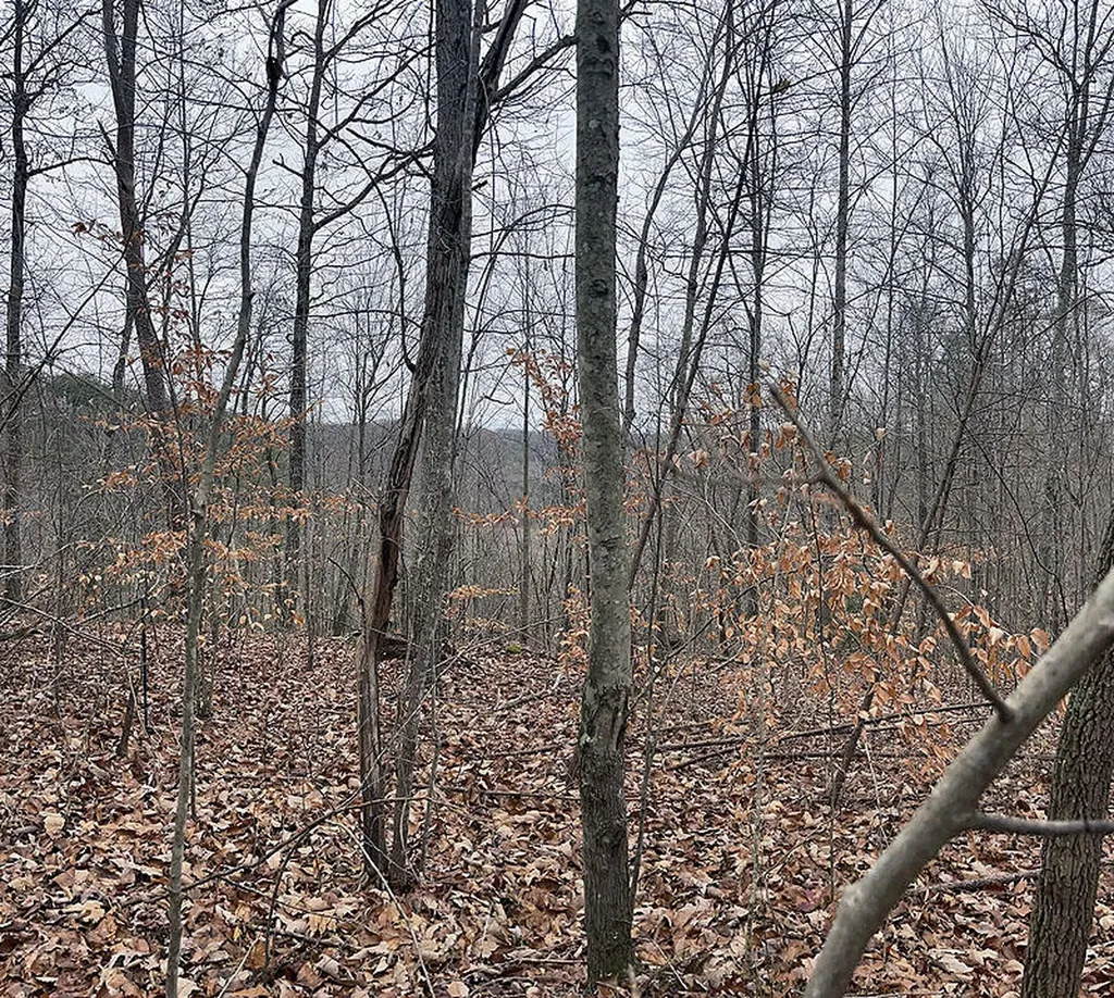 Lot 5 Briarwood Russell Springs KY 42642