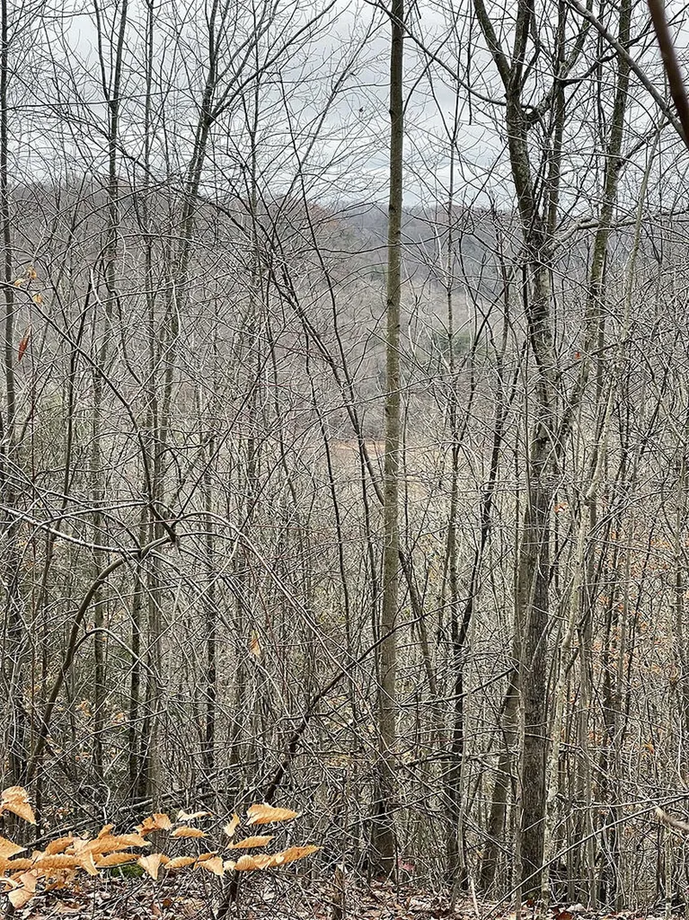 Lot 5 Briarwood Russell Springs KY 42642