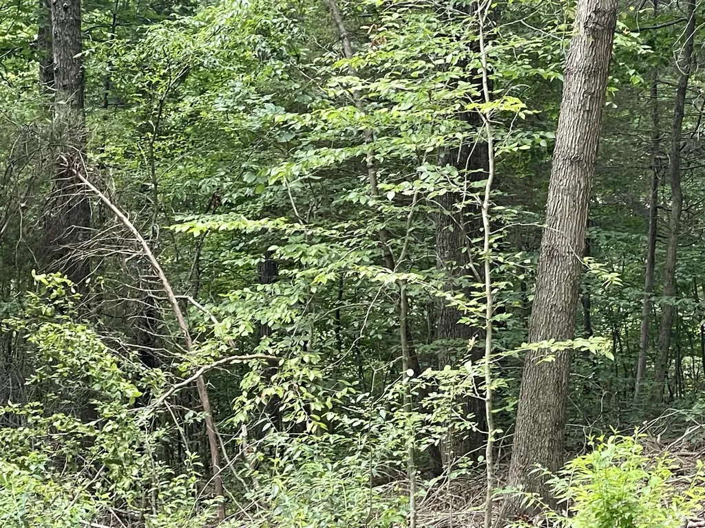 8 Beechwood Drive Nancy KY 42544