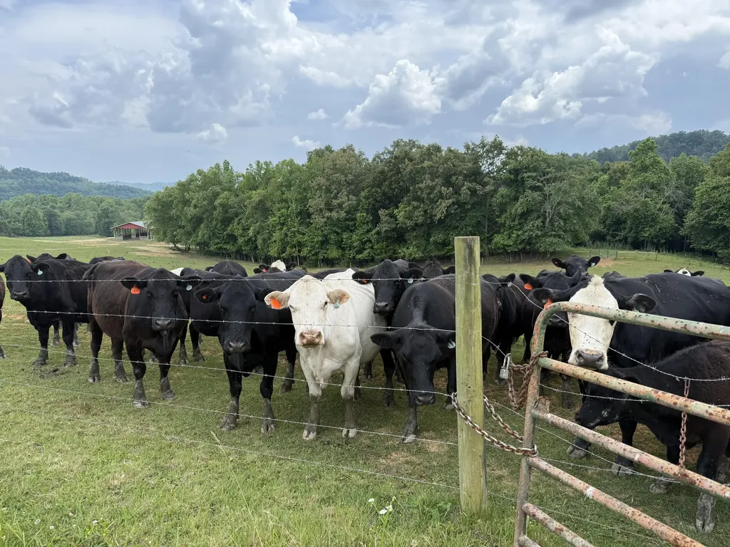 1440 Lawson Bend Road Williamsburg KY 40769