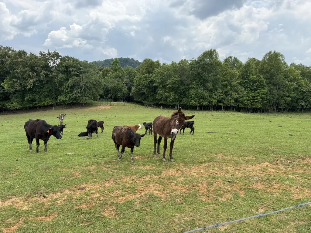 1440 Lawson Bend Road Williamsburg KY 40769