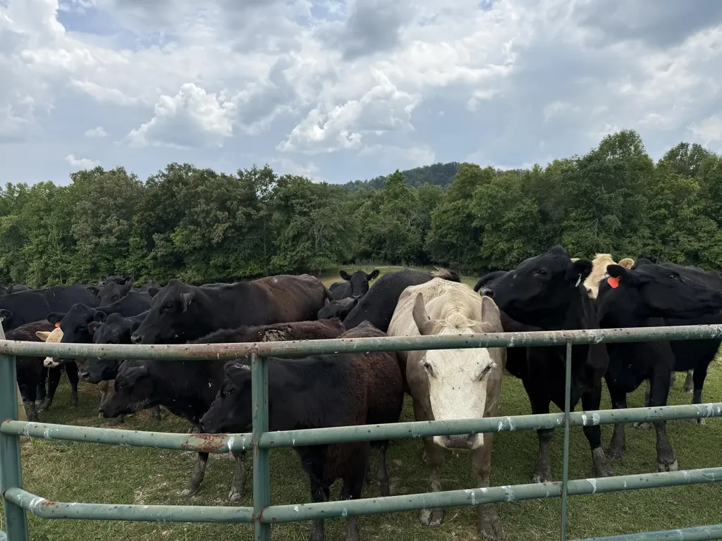 1440 Lawson Bend Road Williamsburg KY 40769