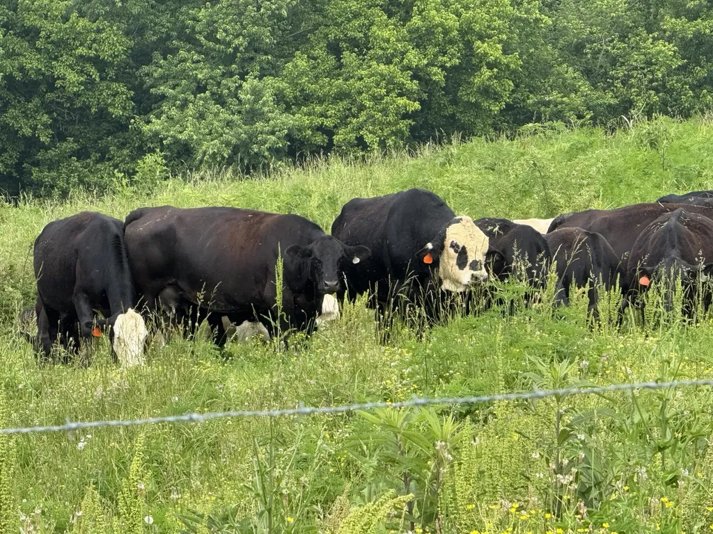 1440 Lawson Bend Road Williamsburg KY 40769
