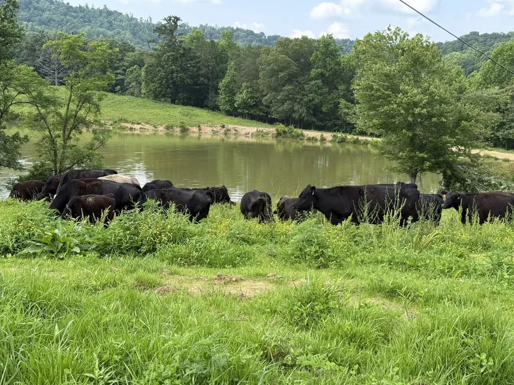 1440 Lawson Bend Road Williamsburg KY 40769