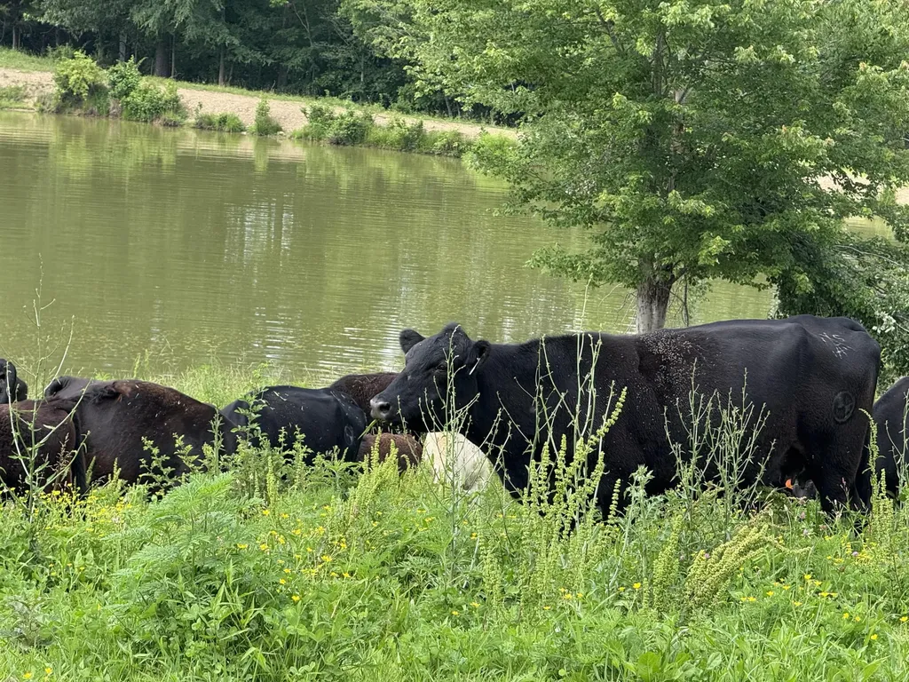 1440 Lawson Bend Road Williamsburg KY 40769