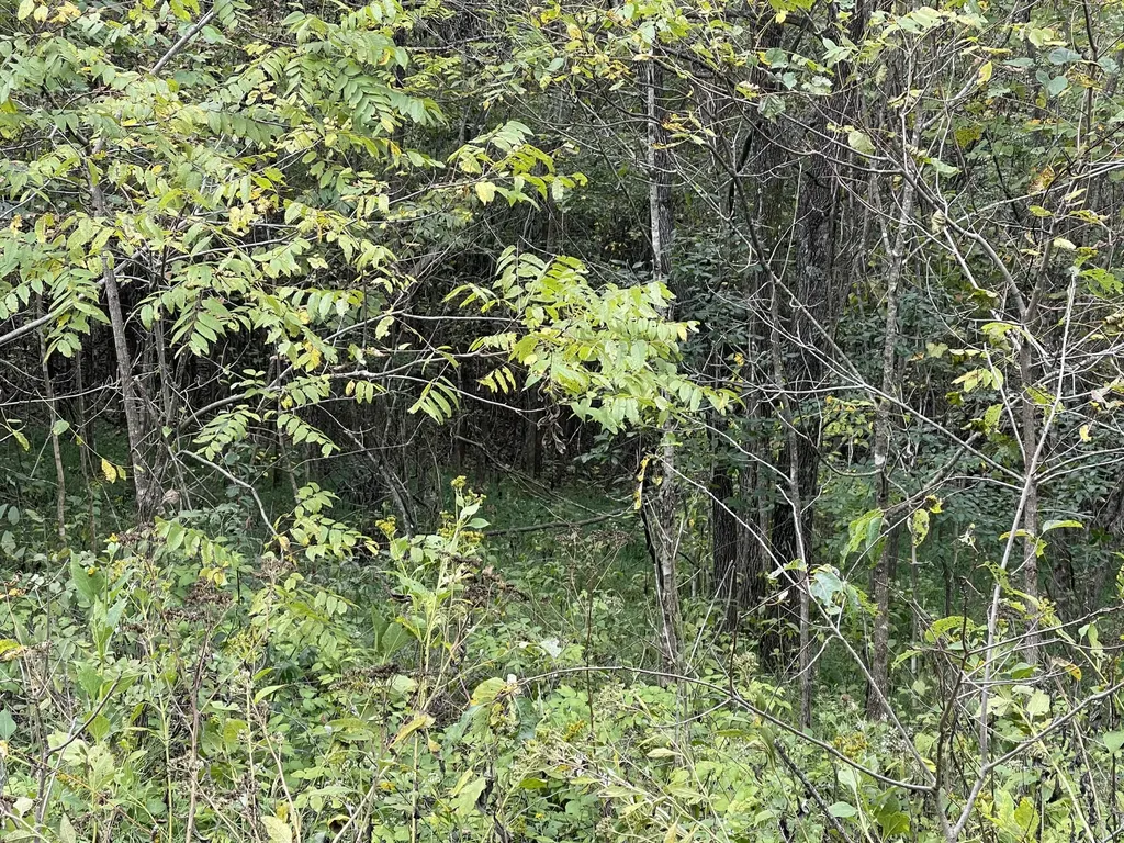 Lot 51 Shepperd Nancy KY 42544