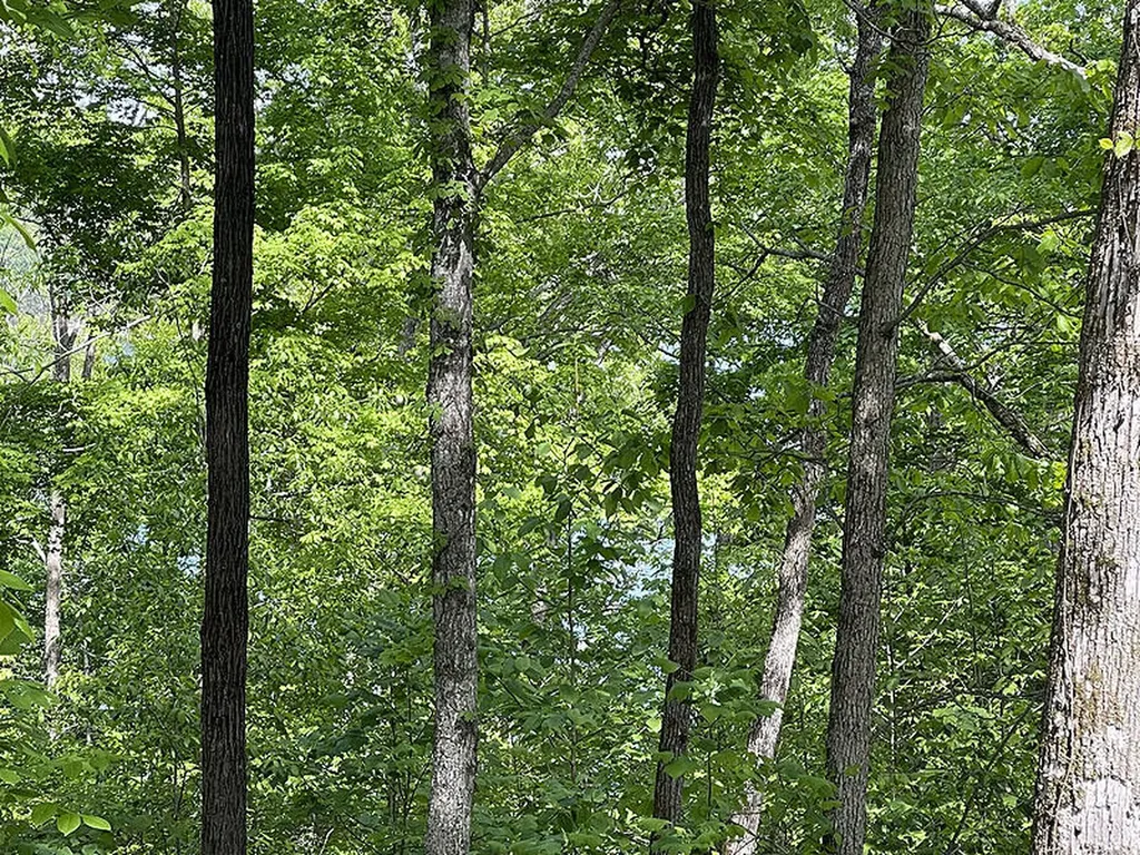 Lot 28 Cumberland Shores Monticello KY 42633