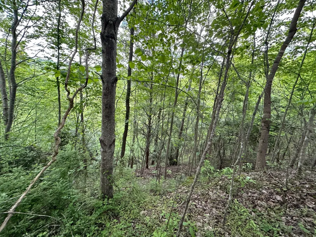 150 Sycamore Creek Road Van Lear KY 41265