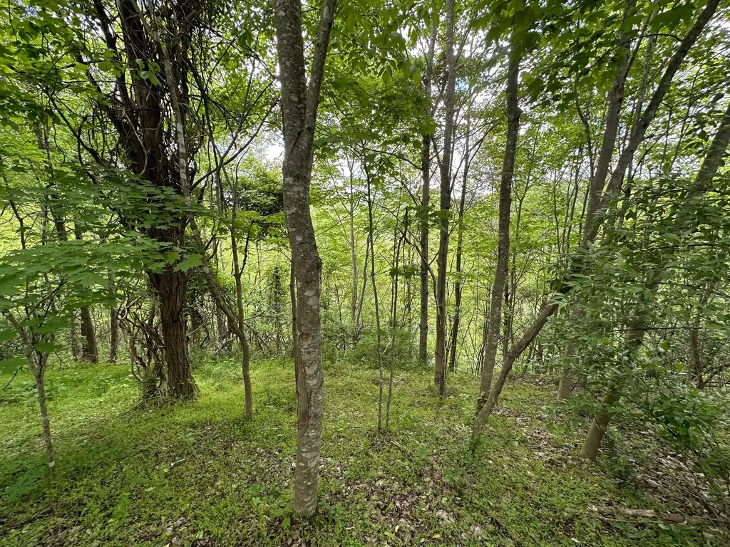 150 Sycamore Creek Road Van Lear KY 41265