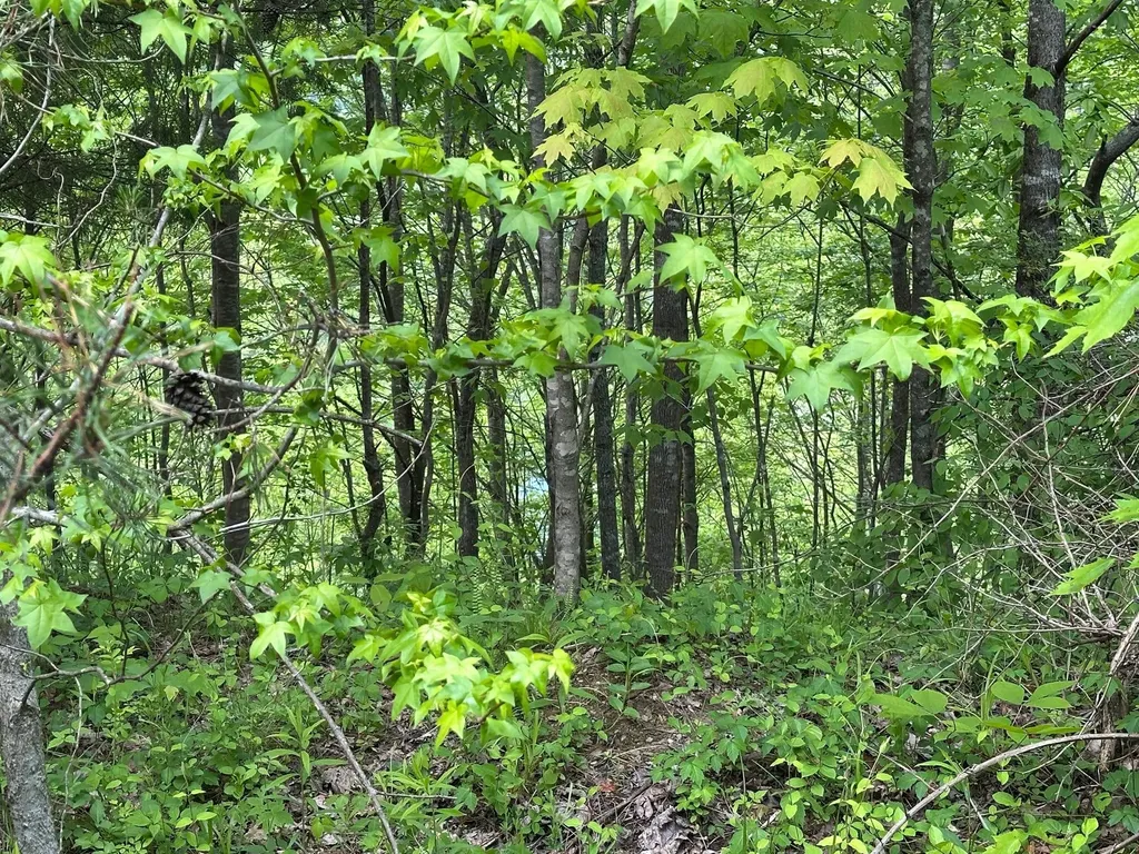 150 Sycamore Creek Road Van Lear KY 41265