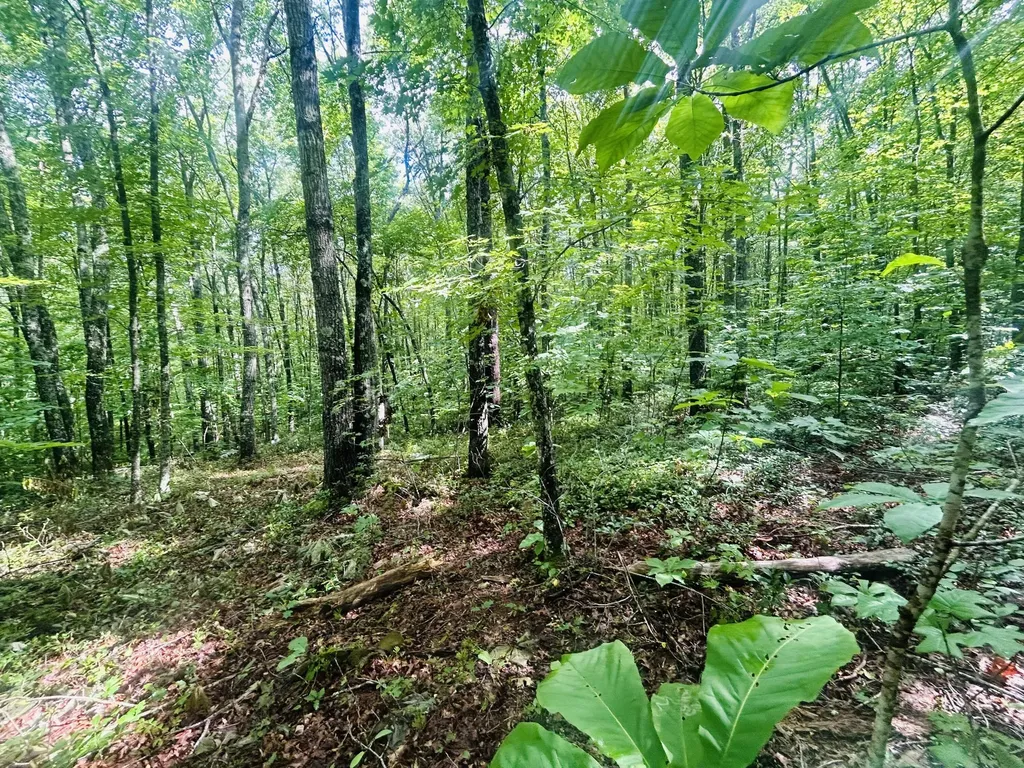 Lot 9 Brush Mountain Circle Middlesboro KY 40856