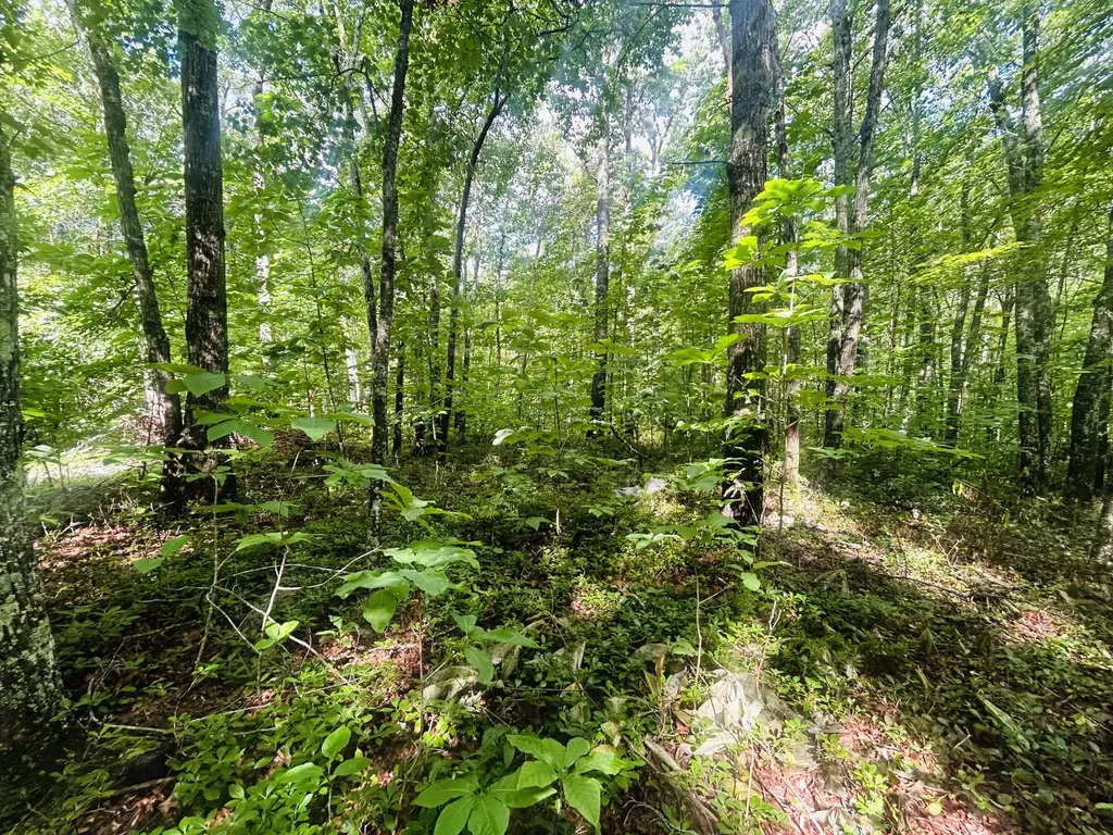 Lot 9 Brush Mountain Circle Middlesboro KY 40856