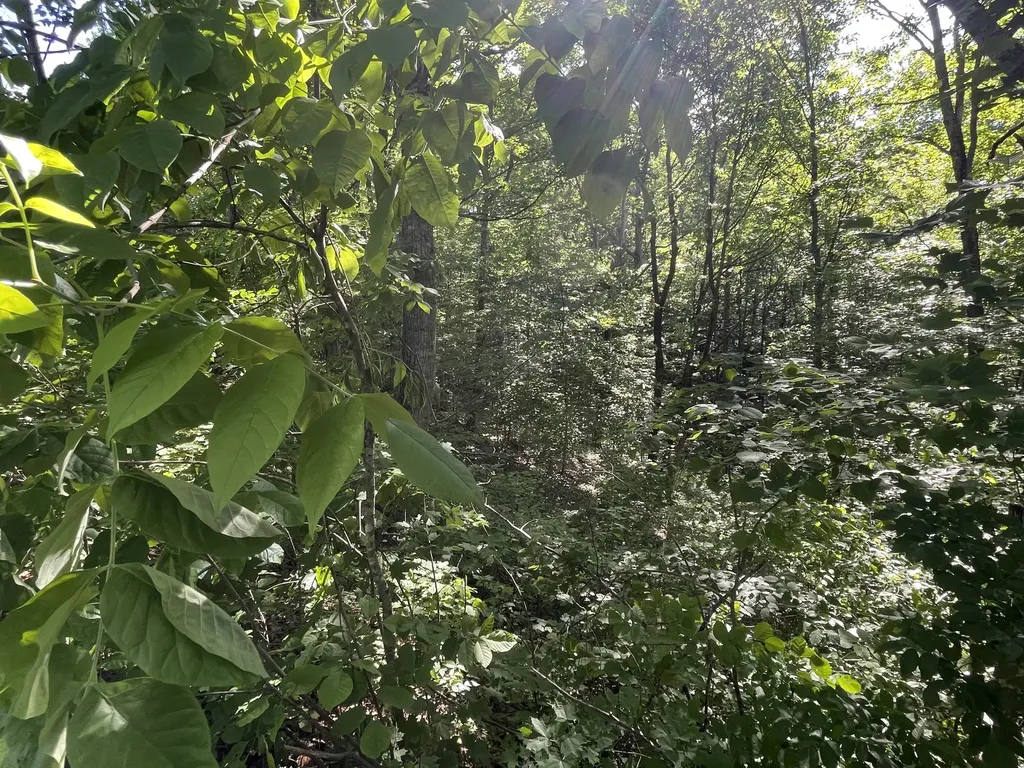 Lot 103 Cumberland Shores Monticello KY 42633