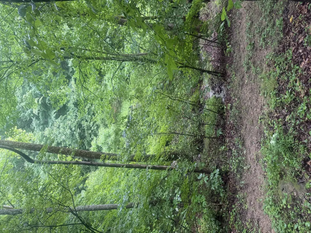 293 Ora Stevens Road Sandy Hook KY 41171