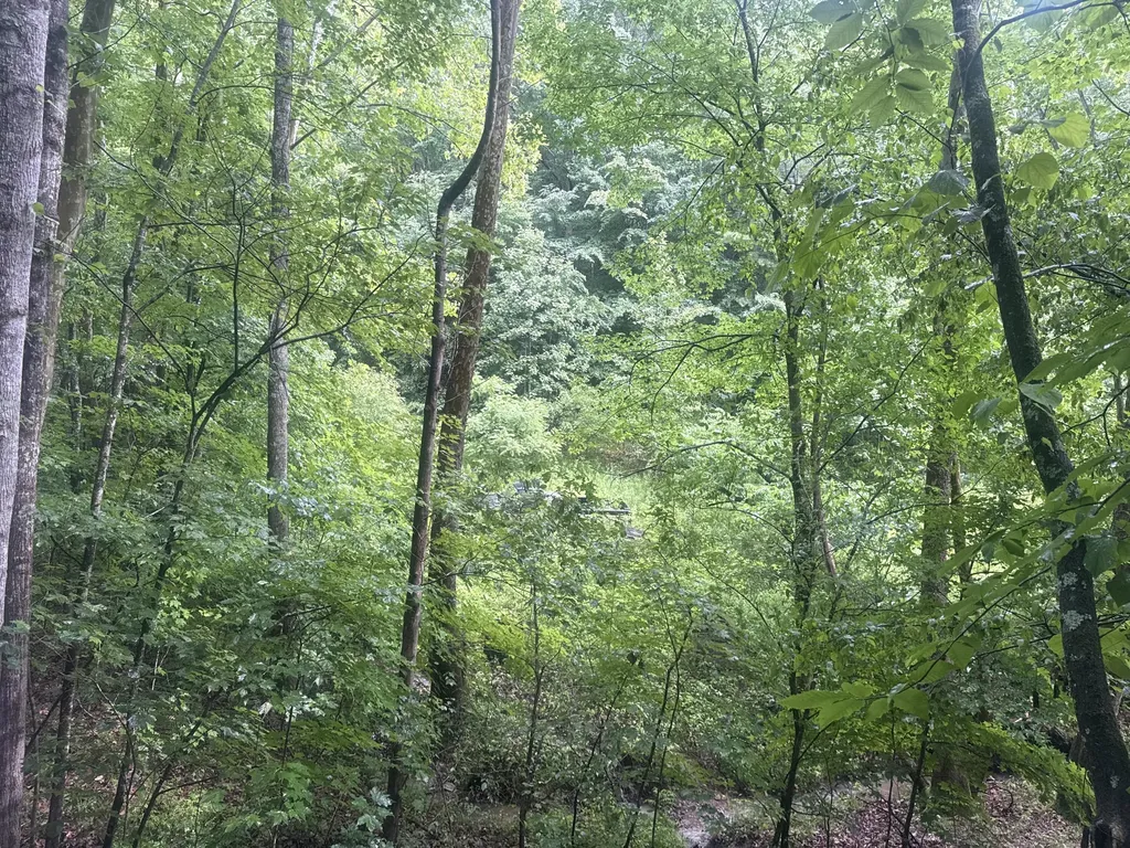 293 Ora Stevens Road Sandy Hook KY 41171