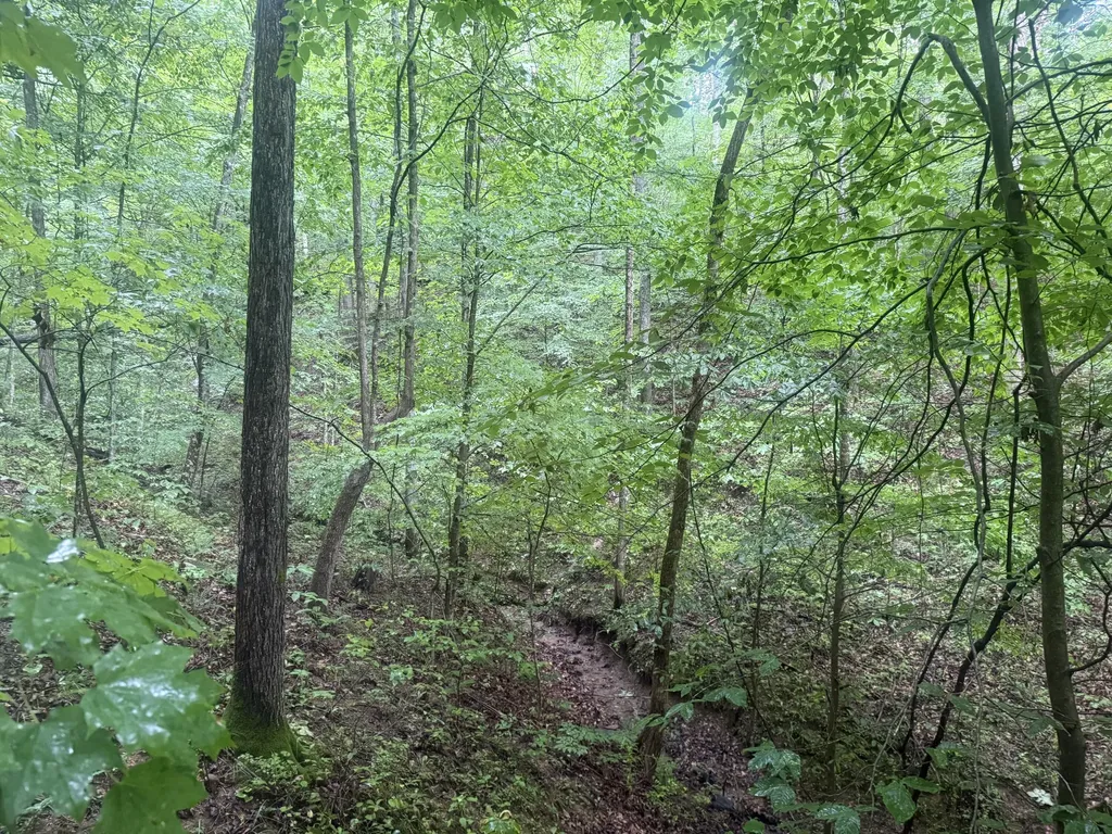293 Ora Stevens Road Sandy Hook KY 41171