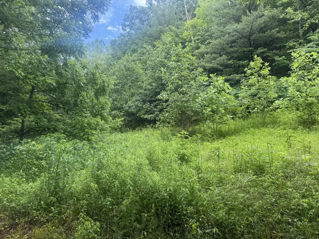 293 Ora Stevens Road Sandy Hook KY 41171