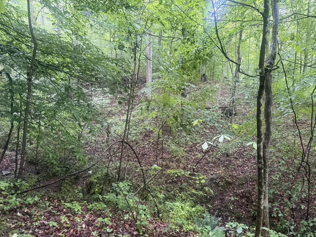 293 Ora Stevens Road Sandy Hook KY 41171