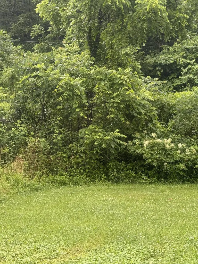 293 Ora Stevens Road Sandy Hook KY 41171