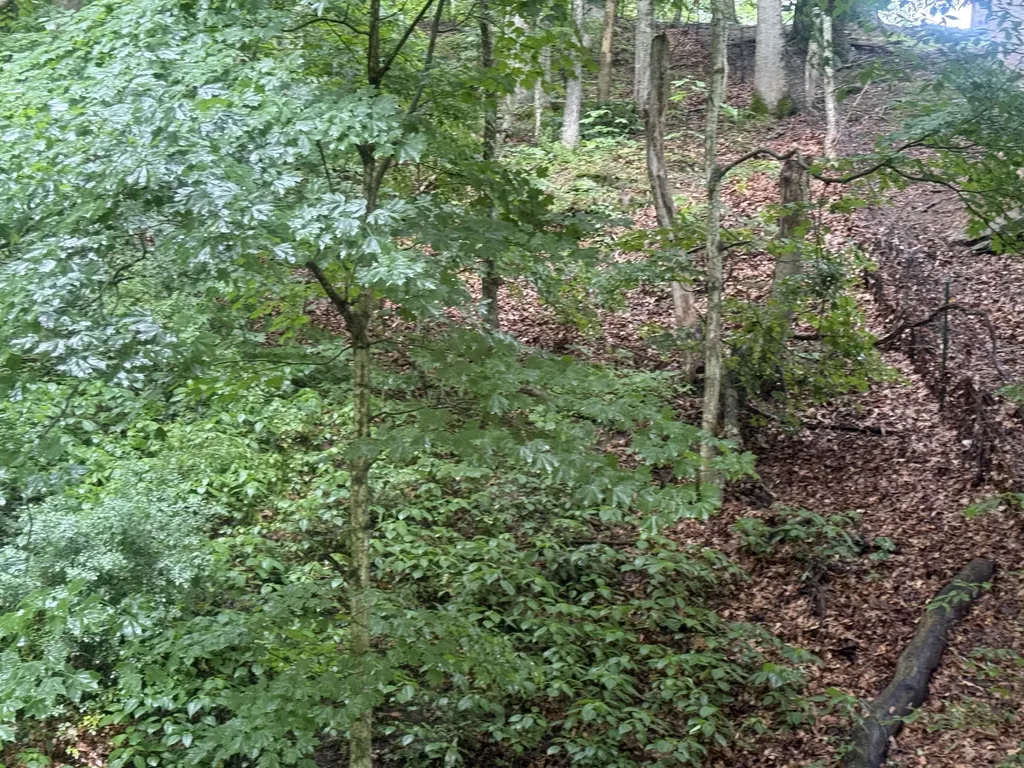 293 Ora Stevens Road Sandy Hook KY 41171