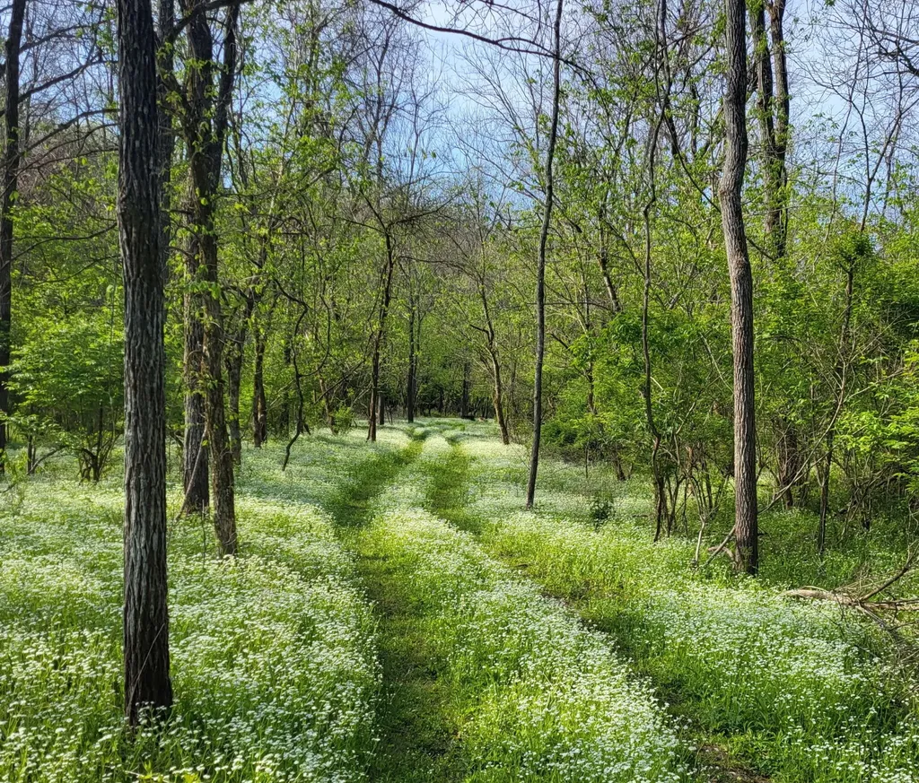 88 Persimmon Ridge Road Carlisle KY 40311