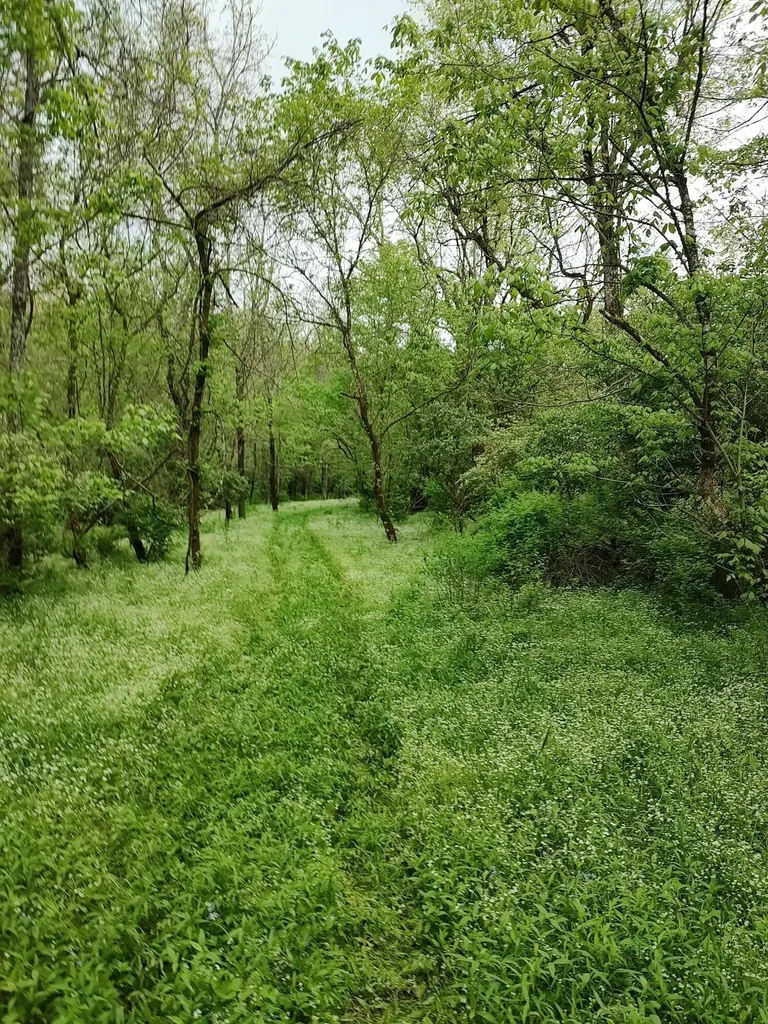 88 Persimmon Ridge Road Carlisle KY 40311