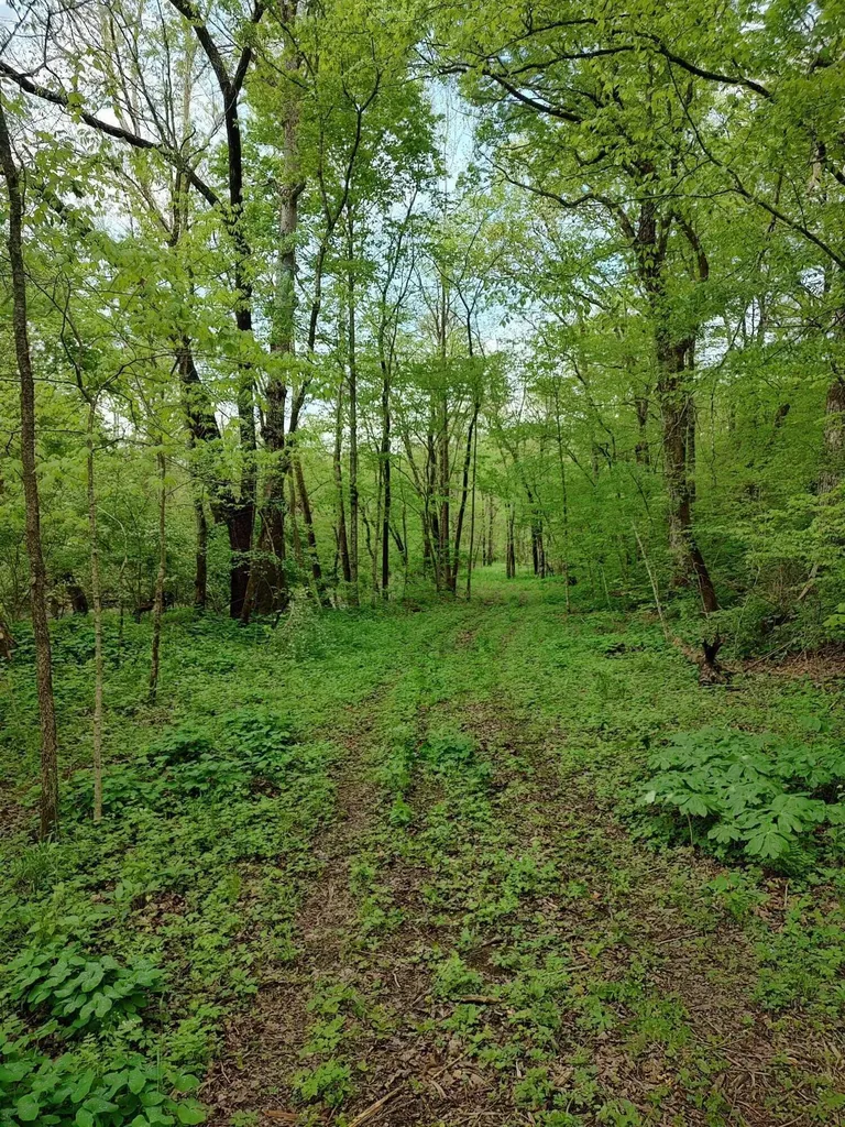 88 Persimmon Ridge Road Carlisle KY 40311