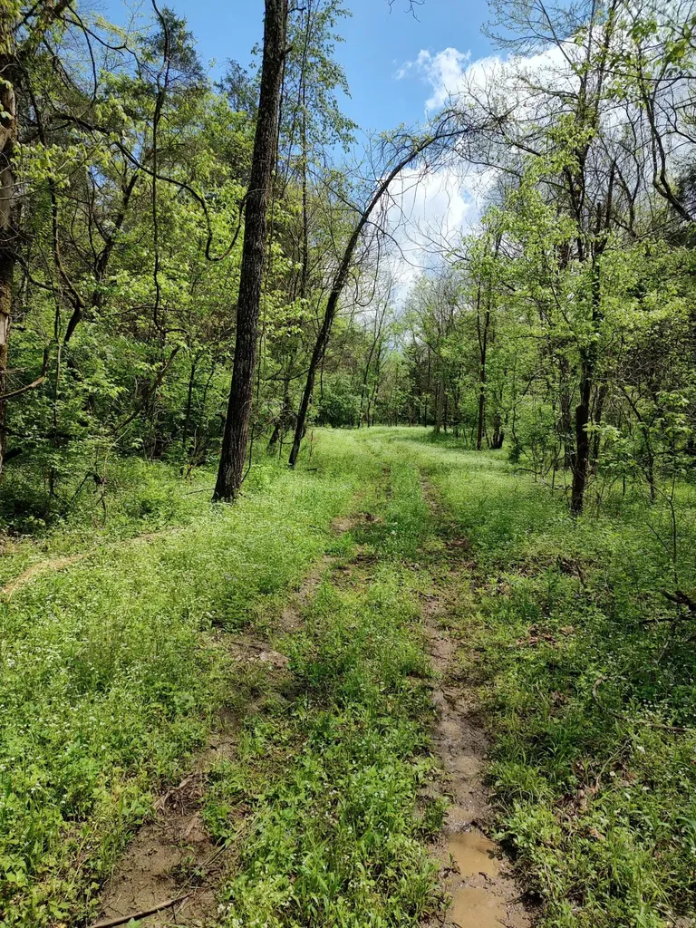 88 Persimmon Ridge Road Carlisle KY 40311