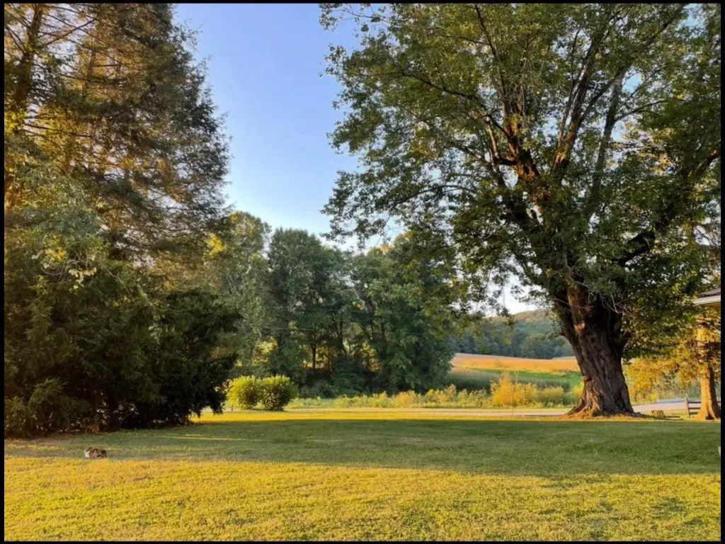 1459 Buck Lick Road Tollesboro KY 41189