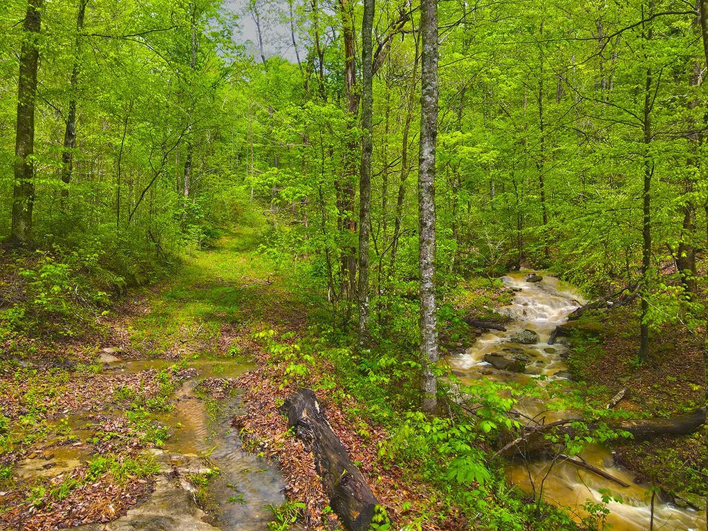 1958 Raleigh Creek East Road Monticello KY 42633