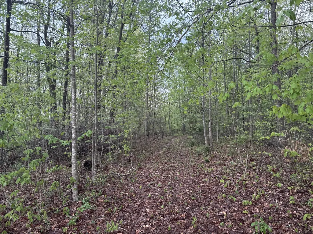 2165 Bluebank Road Morehead KY 40351