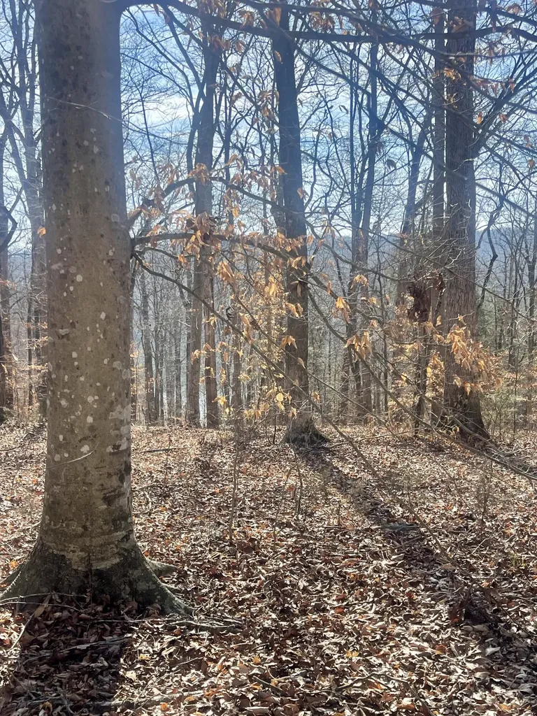 Lot 39 Captains Point Jamestown KY 42629