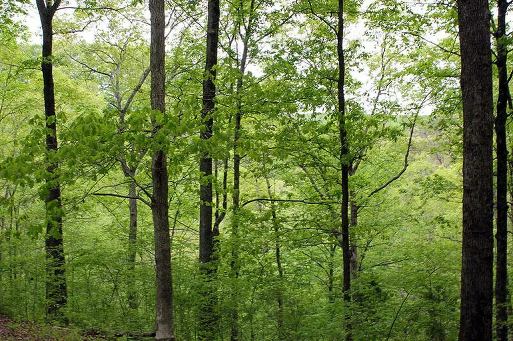 Lot 14 The Village At Laurelwood Nancy KY 42544