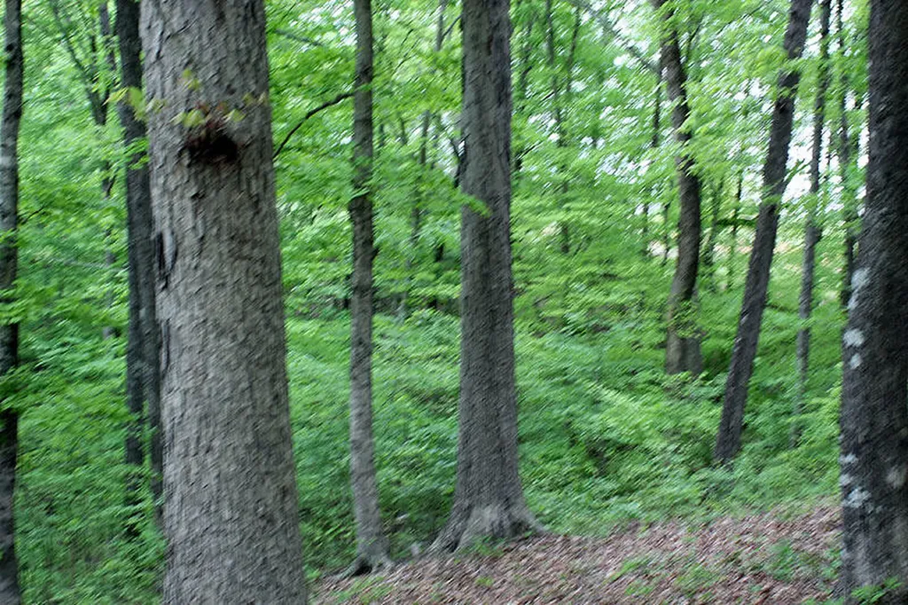 Lot 14 The Village At Laurelwood Nancy KY 42544