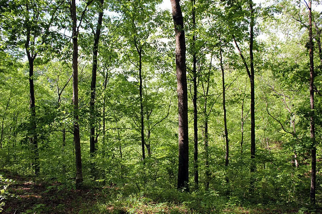 Lot 14 The Village At Laurelwood Nancy KY 42544