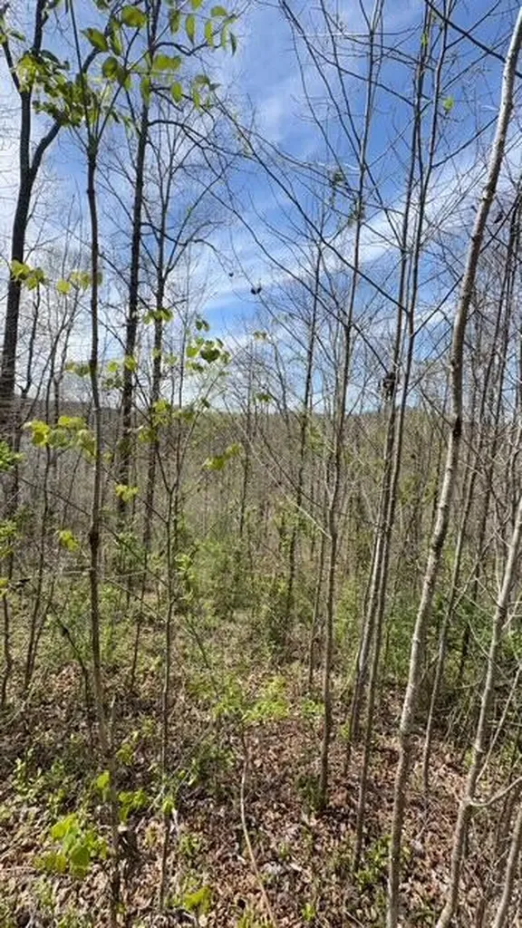 Indian Creek Road Burnside KY 42519