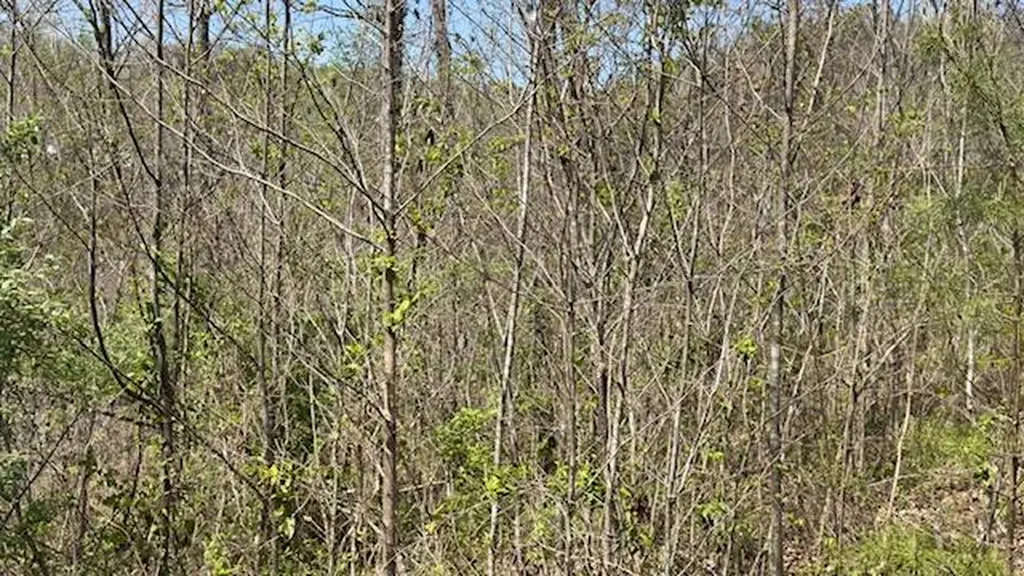 Indian Creek Road Burnside KY 42519